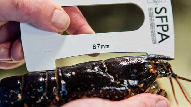 lobster being measured by fisheries officer